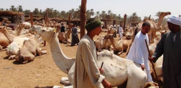 Darwa